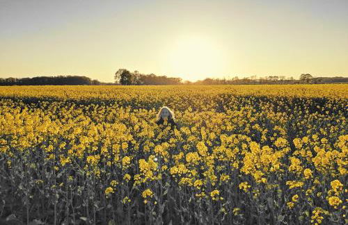 Ferienhof von Hammel 3 Zimmer Wohnung - Foto 4