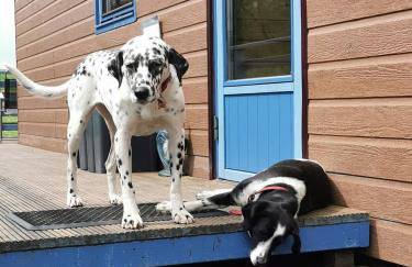 Glen Bay - 2 Bed Lodge on Friendly Farm Stay with Private Hot Tub - Foto 51