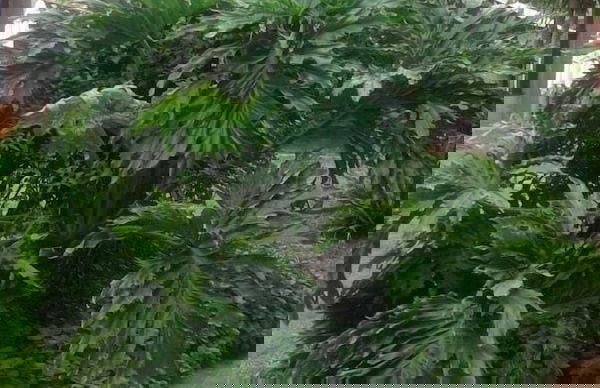 Amandahill Guest House - Foto 23