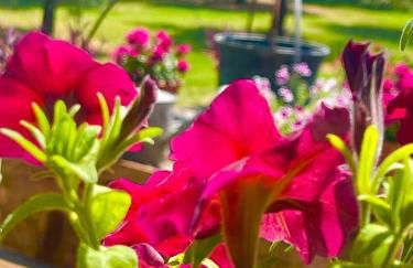 Le Ghiande - Foto 26