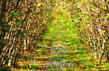 Feudo Magazzeni Etna - Foto 32