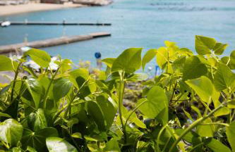 Il Nido a Portovenere - Foto 27