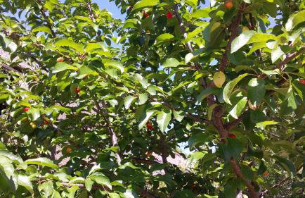 Villa Cetina - Apartment with a view - Foto 67