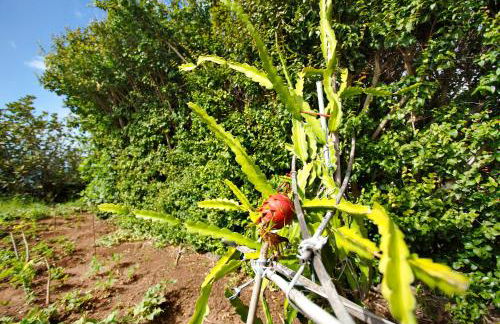 Bela Vigia - Foto 19