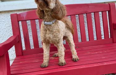 Lagnaha Cottage - Foto 36