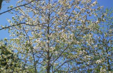 Villa Otto - Foto 21