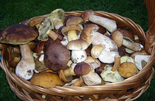 Holiday home, oasis of peace, Polanow - Photo 28