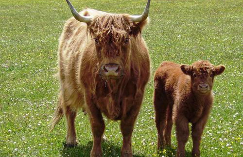 Smugglers View Nr Whitby - Foto 26