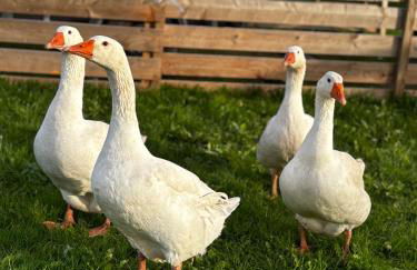 Ferienwohnung Peters - Photo 67