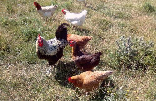 La Ferme d' Emerentine - Foto 60