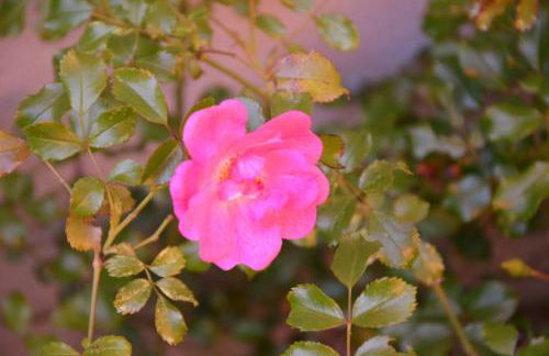 Orchidea Apartment - Foto 9