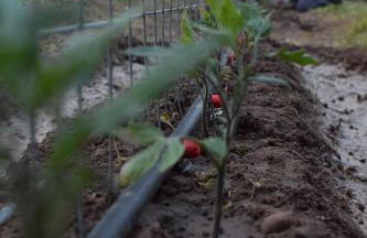 Natur - Quinta Nª Srª da Conceição - T4 - Golegã - Foto 22