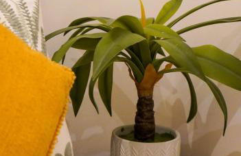 Ivy Cellar - 1 Bedroom apartment - Tenby - Foto 32