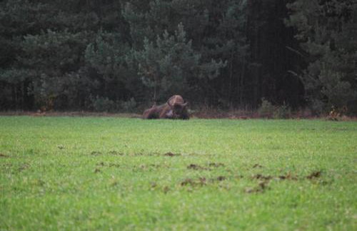 Domek Kutowa - Foto 29