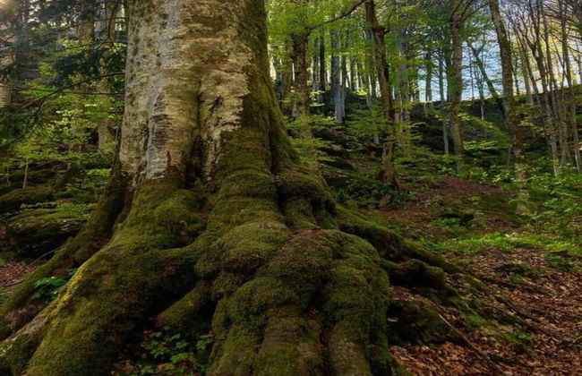 Snug Mobile Home in Toscana With Garden - Photo 30