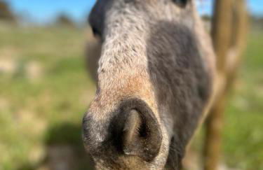 Reflexos D'Alma Turismo Rural - Foto 40
