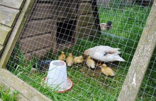 Guernsey Cottage - Foto 27