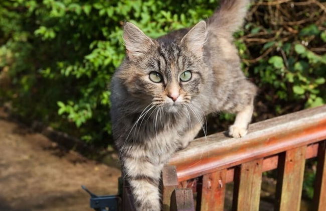 Inviting 2-bed Cottage in Newcastle Emlyn - Foto 26
