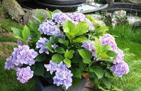 Evia Ferienwohnung - Foto 8