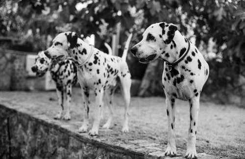 Villa Mir - Photo 44