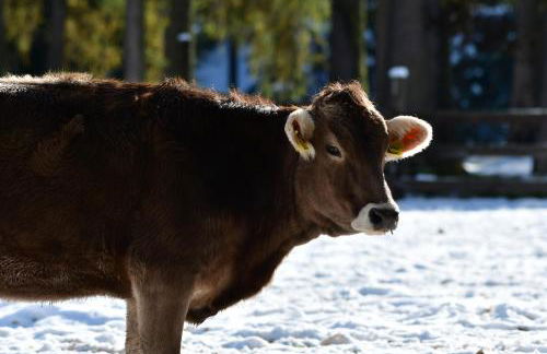 Apartments Unteradamerhof - Foto 39