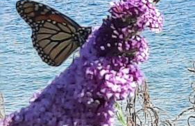 Bayview #1 - Foto 42