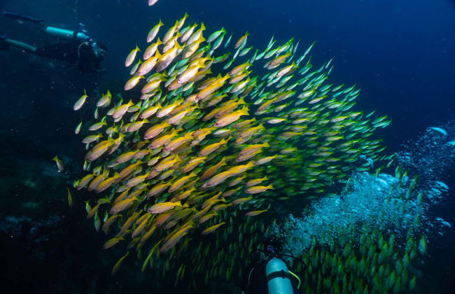 Mergulho em Sail Rock - Foto 3