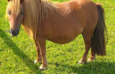 Domaine de la Dune Gite entre Terre et Mer - Foto 13