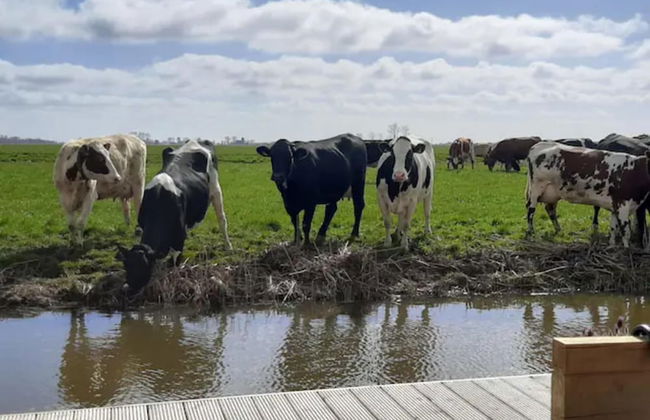 Prive Jacuzzi, Cows, Dairyfarm, Relaxing, Sleeping - Foto 8