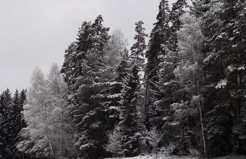 Ferienhaus Waldblick - Foto 48