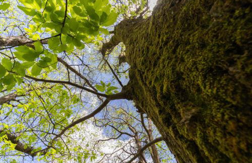 Hani Kastania - Chania retreat for families and groups for holidays and workshops - Foto 28