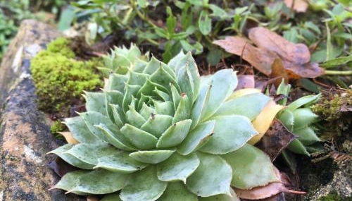 GITE PASQUIER - Foto 3