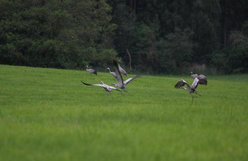 Ferienhaus am Garder See Inselblick - Foto 46