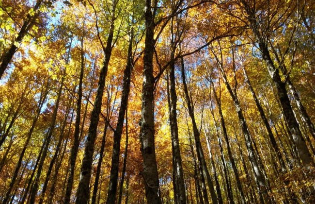 Farmhouse in Citta Della Pieve With Pool - Foto 36