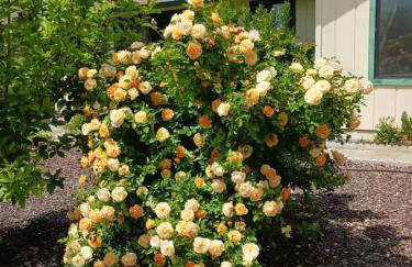 Green Valley, Sonoma County Vacation Rental at a Working Winery - Foto 3