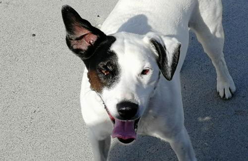 The Fisherman's Snug self catering North Uist - Foto 37