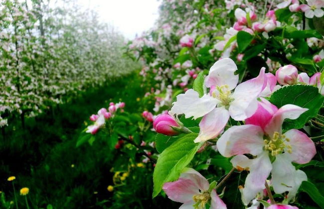 Casa Vacanze Piè di Castello - Foto 10