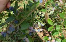 Quinta Pedro e Inês - Foto 14