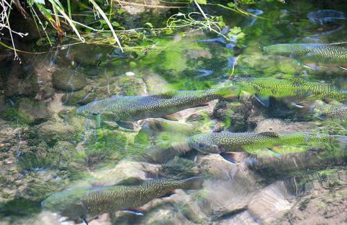 Apartment in Alsace With Private Terrace - Foto 44