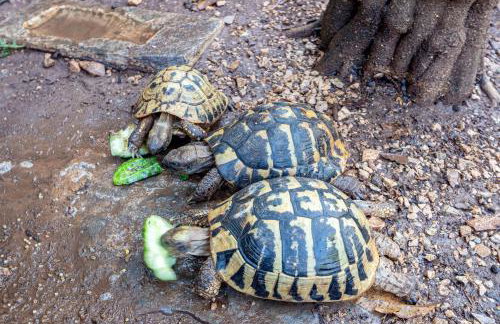 Apartments by the sea Tri Zala, Korcula - 9237 - Foto 14