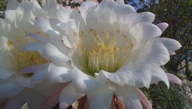 La Residenza di Carolina - Foto 3