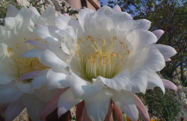 La Residenza di Carolina - Foto 3