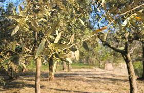 Ninfea Apartment Superior - Foto 36