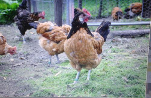 Ferienwohnung Dietlinde - Foto 29