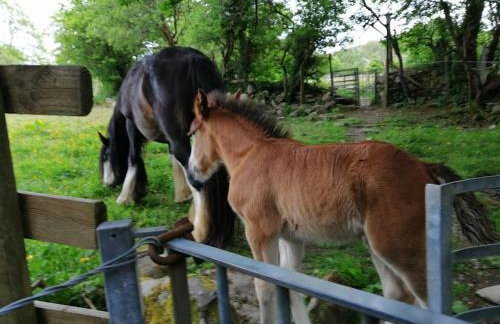 Lovely Stone Village cottage in Snowdonia - Foto 56
