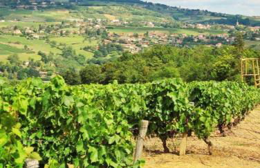 Beaujolais - Maison pierres dorées - Foto 37