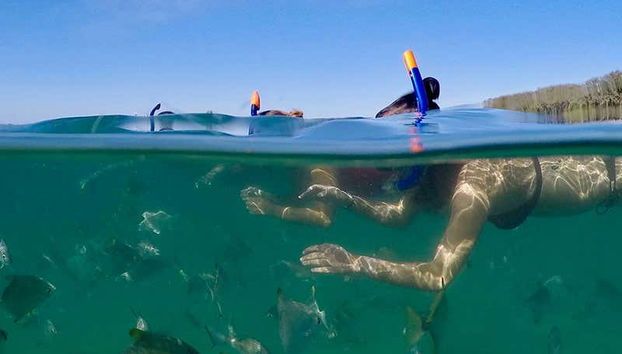 Balade en kayak + Snorkeling à Gold Coast - Photo 3