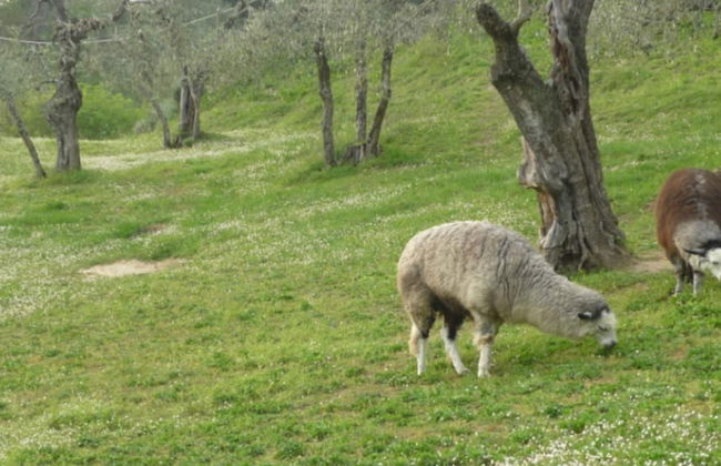 Farmhouse in Tuscany With Pool & Near Pisa - Foto 22