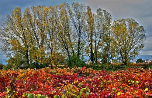 RIOJA VALLEY Apartamentos en el corazón de La Rioja - Foto 32