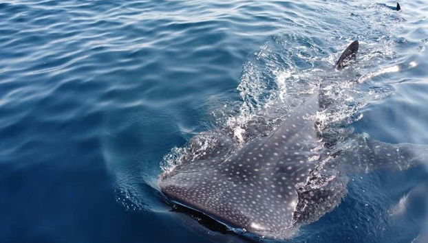 Daymaniyat Islands Snorkelling - Foto 4